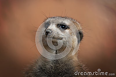 Single Meerkat with Soft Glow Background Stock Photo