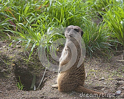 Single meerkat standing up in the grass Stock Photo