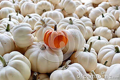 Collection of Small White Pumpkins with One Small Orange Pumpkin Stock Photo