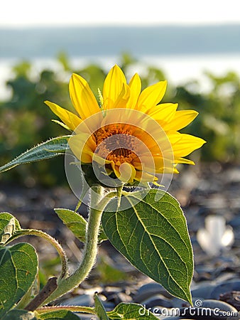 Single mini yellow sunflower growing on lakeshore beach Stock Photo