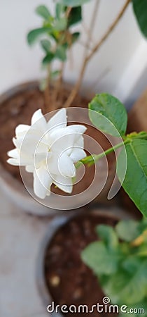 Single mogra flower Stock Photo