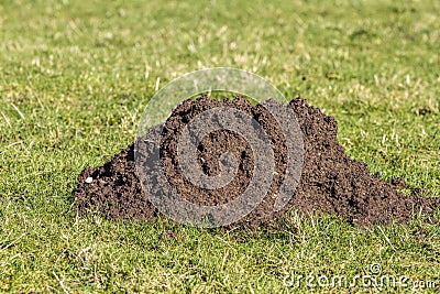 Single molehill in closeup Stock Photo