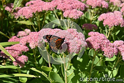 Single monarch butterfly on a flower. Stock Photo