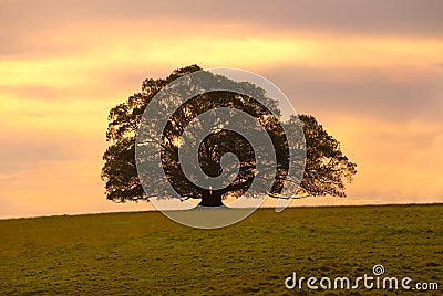 Single Moreton Bay Fig Tree Stock Photo