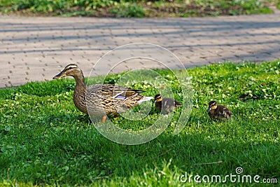 Single mother gray wild duck walks two small black yellow ducklings on the lawn Stock Photo