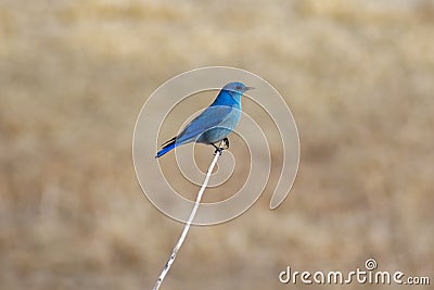 Single Mountain Bluebird on a Branch Stock Photo