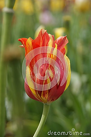 Single multicolored tulip Stock Photo