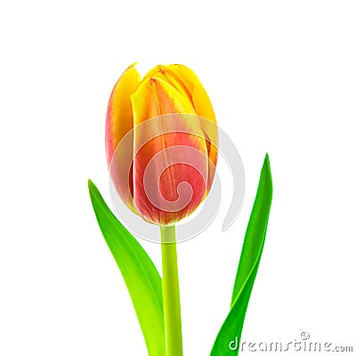 Tulip isolated on white background Stock Photo