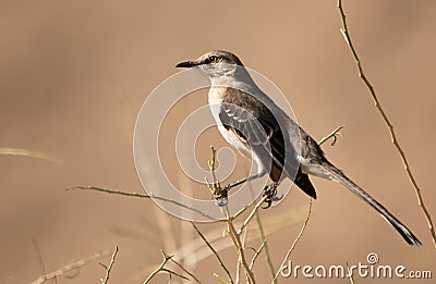 Single northern mockingbird 0n a branch Stock Photo