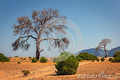 Single old and dead tree in a dry field isolated on blue sky background Stock Photo