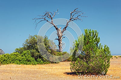 Single old and dead tree among live trees in a forest isolated on blue sky background Stock Photo