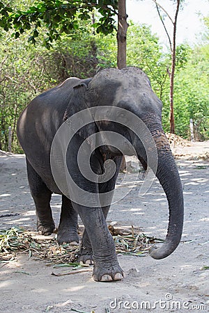 Single old female Asiatic elephant walk Stock Photo