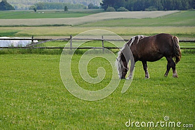 Single onehorse animal grazing on the farm agriculture field Stock Photo