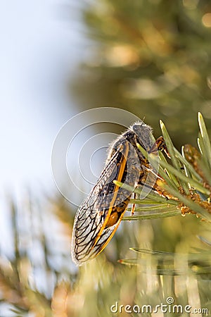 Single orange and black cicada well lit on a pine tree branch Stock Photo