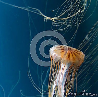 Chrysaora jellyfish close-up Stock Photo