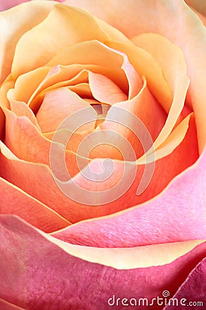 Single orange and pink rose Stock Photo