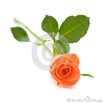 Single orange rose Stock Photo