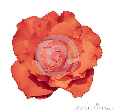 Single orange rose for enduring passion, enthusiasm and desire Stock Photo