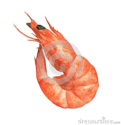 Single orange shrimp painted in watercolor. Stock Photo