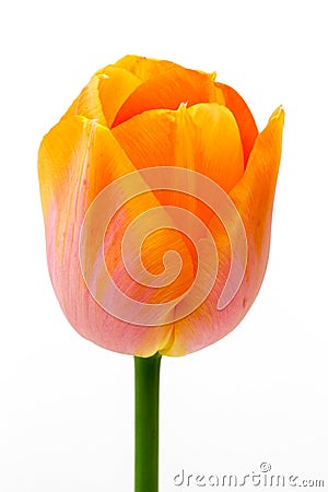 Single Orange Tulip Stock Photo