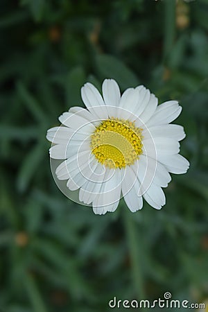 A single oxeye daisy flower Stock Photo