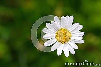 Single Oxeye daisy flower in yellow and white color with blurred Stock Photo