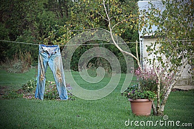 Jeans hanging on a clothesline Stock Photo