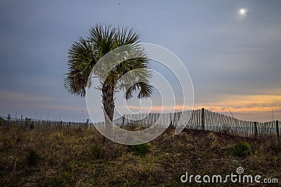 Myrtle Beach South Carolina Palmetto Tree Editorial Stock Photo