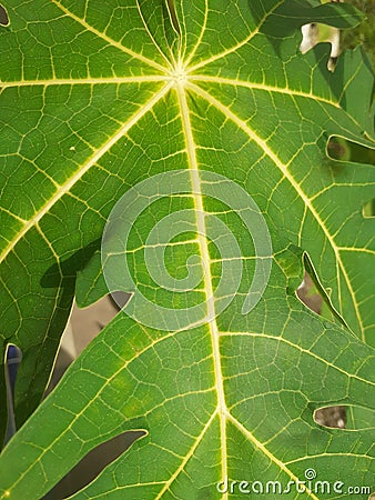 Single Papaya Leafe Stock Photo