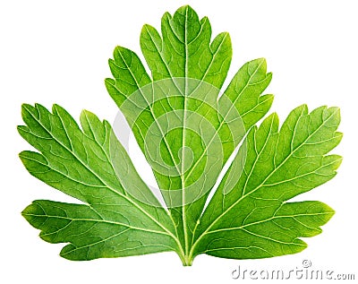 Single parsley herb (coriander) leaf isolated on white Stock Photo