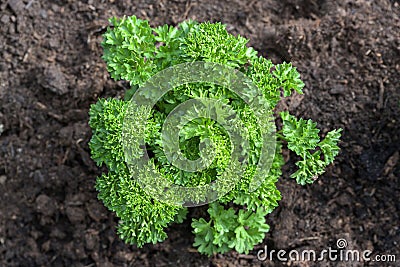 Single parsley plant in a herb bed with dark soil in the vegetable garden, high angel view from above selected focus Stock Photo