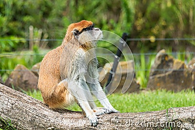 Single Patas monkey portrait erythrocebus patas Stock Photo