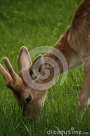 Deer Grazing in the Grass Stock Photo