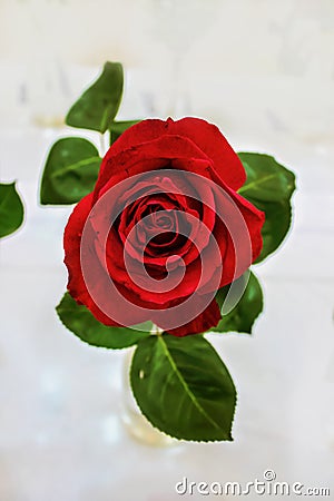 Single perfect red rose viewed from top with blurred leaves against light background Stock Photo