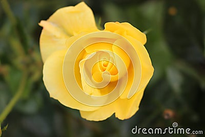 A single perfect yellow rose. Stock Photo