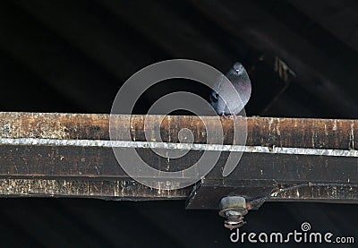 Single Pidgeon on a Rafter Stock Photo