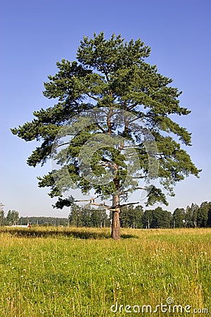 Single pine Stock Photo