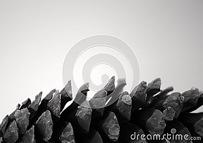 Single Pine Cone profile isolated grey background Stock Photo