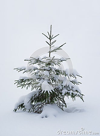 Single pine tree covered with snow Stock Photo