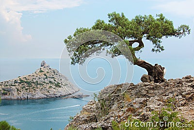 Single pine tree, Ukraine, Crimea Stock Photo