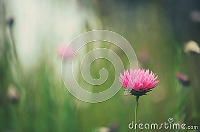 Single pink Australian everlasting daisy in green meadow Stock Photo