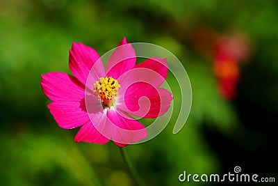 Single pink cosmos flower in day light with green garden background Stock Photo