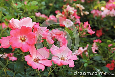 single pink floribunda roses in garden Stock Photo