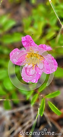 a single pink flower growing through the dry grass covered in water drops Stock Photo