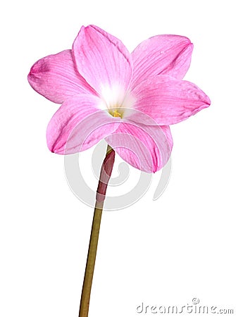 Single pink flower of a Zephyranthes cultivar isolated against w Stock Photo