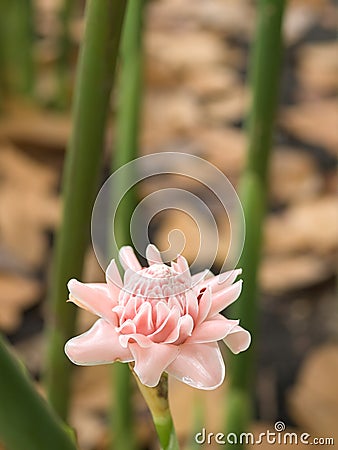Single Pink Ginger Flower Head Stock Photo