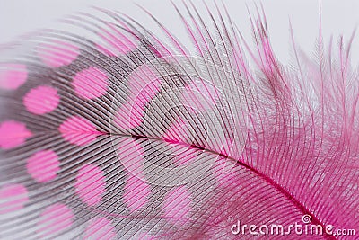 Single Pink Guinea Feather Macro Background Stock Photo