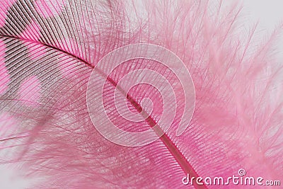 Single Pink Guinea Feather Macro Background Stock Photo