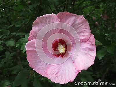 Pink Hibiscus Flower with green leaves Stock Photo