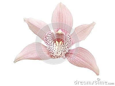 Single Pink Orchid Stock Photo